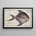 Stromateus cinereus Der graue Stromateus - Marcus Elieser Bloch — gerahmtes Bild an der Wand