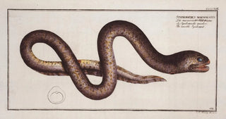 Marcus Elieser Bloch - Synbranchus marmoratus The marble Synbrant.webp
