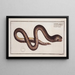 Synbranchus marmoratus Der marmorierte Synbranchus - Marcus Elieser Bloch — gerahmtes Bild an der Wand