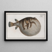 Tetrodon Hispidus Der Meereshahn - Marcus Elieser Bloch — gerahmtes Bild an der Wand