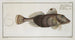 Trigla Carolina, der Kleine Fliegende Fisch - Marcus Elieser Bloch — Ansicht des Kunstwerks