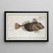 Trigla Carolina, der Kleine Fliegende Fisch - Marcus Elieser Bloch — gerahmtes Bild an der Wand