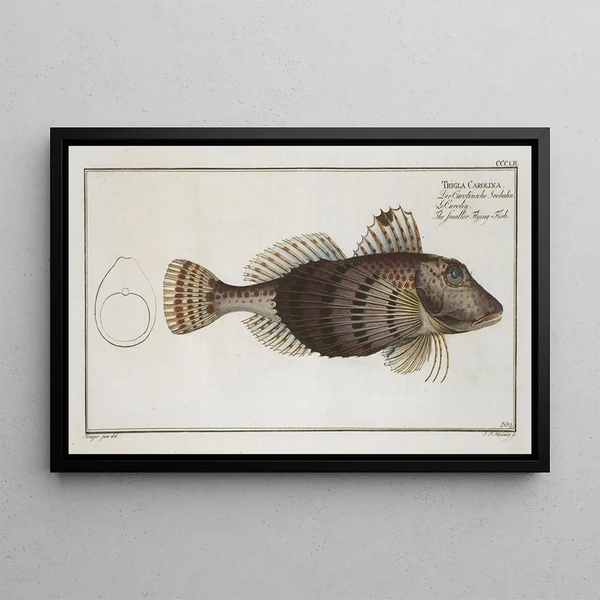 Trigla Carolina, der Kleine Fliegende Fisch - Marcus Elieser Bloch — gerahmtes Bild an der Wand