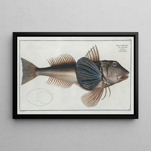 Trigla Hirundo Le Poisson-Tub - Marcus Elieser Bloch — gerahmtes Bild an der Wand