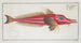 Trigla cataphracta Le Rochet - Marcus Elieser Bloch — Ansicht des Kunstwerks