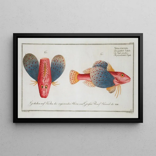 Marcus Elieser Bloch - Trigla punctata The punctulated Trigla.webp