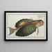 Trigla volitans, der fliegende Fisch - Marcus Elieser Bloch — gerahmtes Bild an der Wand