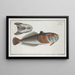 Uranoscopus scaber, der Blasfisch - Marcus Elieser Bloch — gerahmtes Bild an der Wand