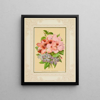 Marcus Ward Co - Pelargonium Periwinkle.webp