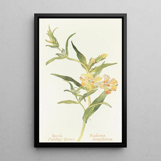 Margaret Armstrong - Bush Monkey Flower.webp