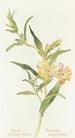 Mimulus arbustif - Margaret Armstrong — Ansicht des Kunstwerks