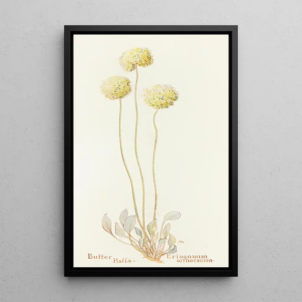 Margaret Armstrong - Butter Balls.webp