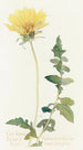 Balsamorhize à feuilles découpées - Margaret Armstrong — Ansicht des Kunstwerks