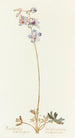 Delphinium des contreforts - Margaret Armstrong — Ansicht des Kunstwerks