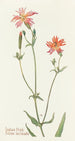 Indien rose - Margaret Armstrong — Ansicht des Kunstwerks