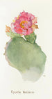 Opuntia basilaris - Margaret Armstrong — Ansicht des Kunstwerks