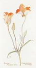 Tulpe Mariposa Orange - Margaret Armstrong — Ansicht des Kunstwerks