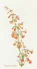 Penstemon Parryi - Margaret Armstrong — Ansicht des Kunstwerks