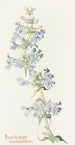 Penstemon cyananthus - Margaret Armstrong — Ansicht des Kunstwerks
