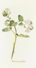 Phacelia grandiflora - Margaret Armstrong — Ansicht des Kunstwerks