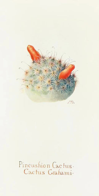 Margaret Armstrong - Pincushion Cactus.webp