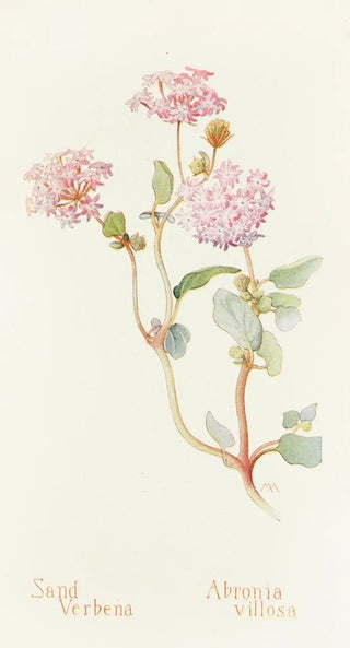 Margaret Armstrong - SandVerbena.webp