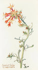 Gilia écarlate - Margaret Armstrong — Ansicht des Kunstwerks