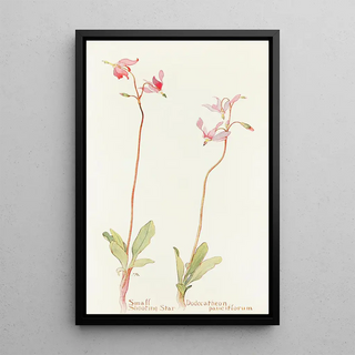 Margaret Armstrong - Small Shooting Star.webp