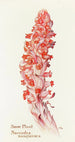 Pflanze des Schnees - Margaret Armstrong — Ansicht des Kunstwerks