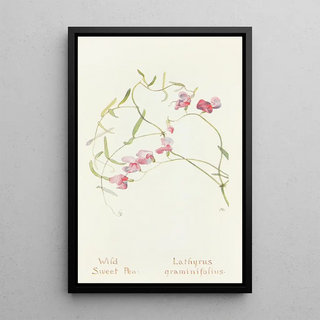 Margaret Armstrong - Wild Sweet Pea.webp