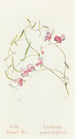 Wildsperling - Margaret Armstrong — Ansicht des Kunstwerks