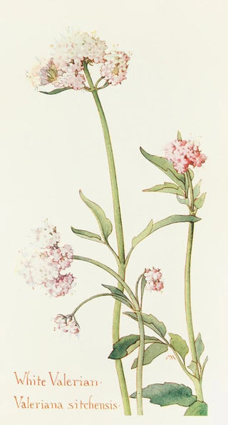 Margaret Armstrong - Wild Valerian.webp