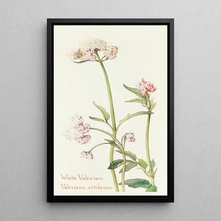 Margaret Armstrong - Wild Valerian.webp