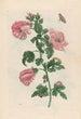 Althéa - Maria Sibylla Merian — Ansicht des Kunstwerks