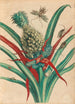 Ananas - Maria Sibylla Merian — Ansicht des Kunstwerks