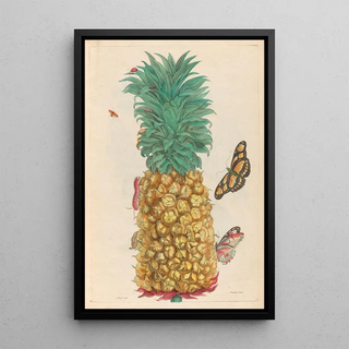 Maria Sibylla Merian - Ananas mur.webp
