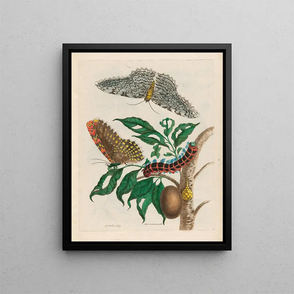 Maria Sibylla Merian - Arbre de gommegutte.webp