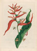 Ballia - Maria Sibylla Merian — Ansicht des Kunstwerks