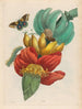 Banane - Maria Sibylla Merian — Ansicht des Kunstwerks