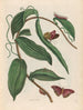 Vanille-Gemälde - Maria Sibylla Merian — Ansicht des Kunstwerks