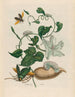 Battattes - Maria Sibylla Merian — Ansicht des Kunstwerks