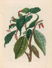 Kakaobohnen - Maria Sibylla Merian — Ansicht des Kunstwerks