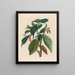 Kakaobohnen - Maria Sibylla Merian — gerahmtes Bild an der Wand