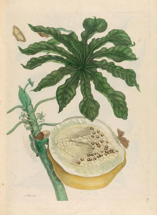 Maria Sibylla Merian - Carica papaya.webp