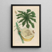Carica papaya - Maria Sibylla Merian — gerahmtes Bild an der Wand