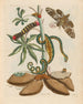 Manioc - Maria Sibylla Merian — Ansicht des Kunstwerks