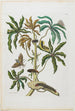 Raupen und Insekten mit Laub - Maria Sibylla Merian — Ansicht des Kunstwerks
