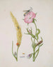 Ähren von Getreide und Nieswurz mit Metamorphosen der Marienkäfer mit fünf Punkten und der Fleischfliege - Maria Sibylla Merian — Ansicht des Kunstwerks
