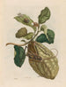 Zitronenbäume - Maria Sibylla Merian — Ansicht des Kunstwerks