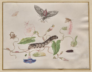 Convolvulus und Metamorphose des Sphinx des Blauregens - Maria Sibylla Merian — Ansicht des Kunstwerks